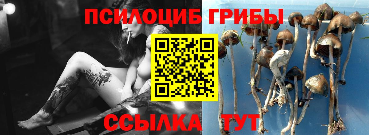 Галлюциногенные грибы Magic Shrooms  Псилоцибиновые грибы мицелий  Кохма  Вход с VPN 